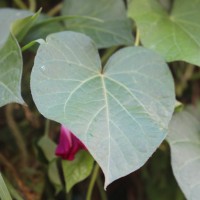 Ipomoea purpurea (L.) Roth